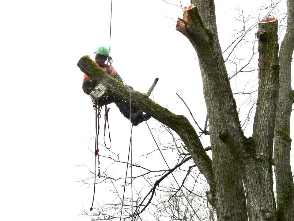 Baumfällung Pflege Baugrunstücke vorbereiten in Berlin