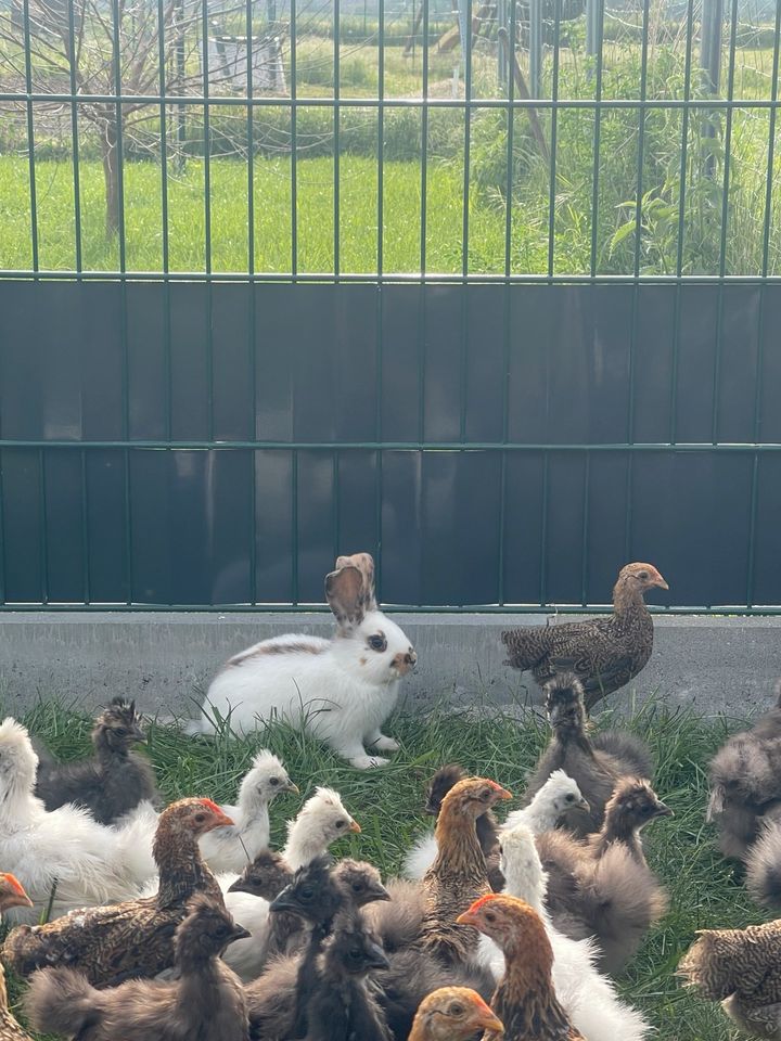 Junge Kanininchen in Dahlenwarsleben