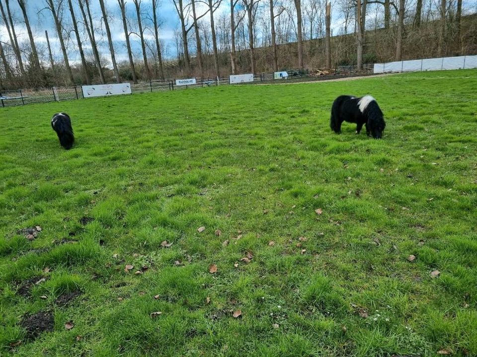 2 Shetty Stuten Shetland Pony in Mönchengladbach