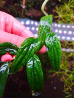 New ⭐❤ Rhaphidophora ❤⭐ Rare Aquarium Bucephalandra Garnelen Freiburg im Breisgau - March Vorschau