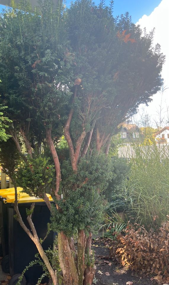 Bonsai Eibe Taxus baccata Bäumchen Baum Formschnitt immergrün in Wegberg