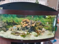 Juwel Vision 450 Liter Aquarium guter Zustand, farbe Nussbaum Brandenburg - Brieselang Vorschau