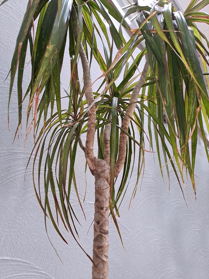 Zimmer-Pflanze Zimmer-Palme Drachenbaum 160 cm dracanea marginata in Kreuzau
