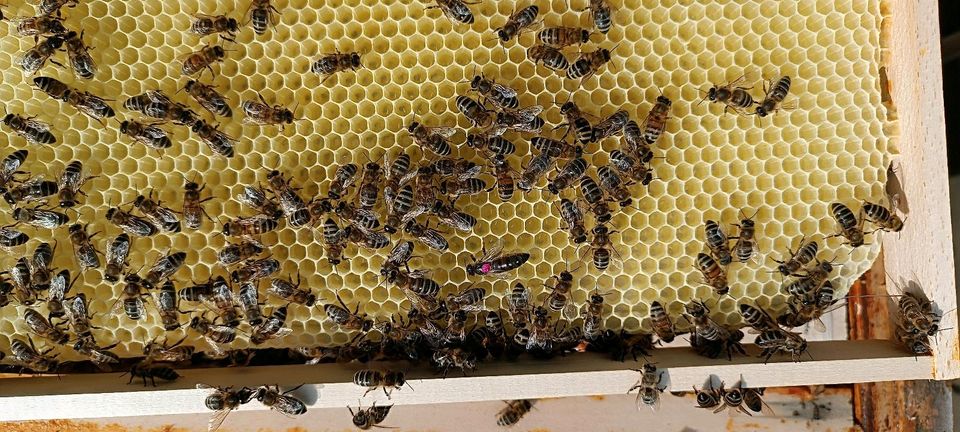 Biene Bienen Wirtschaftsvolk Carnica DNM in Euskirchen