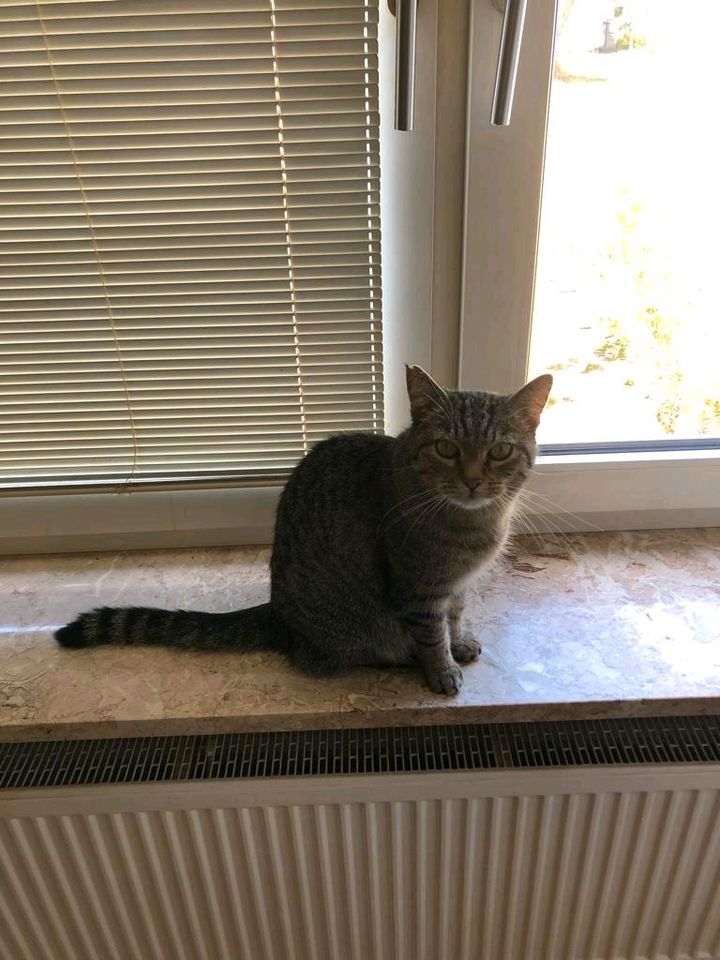 Katze / Kater vermisst! in München