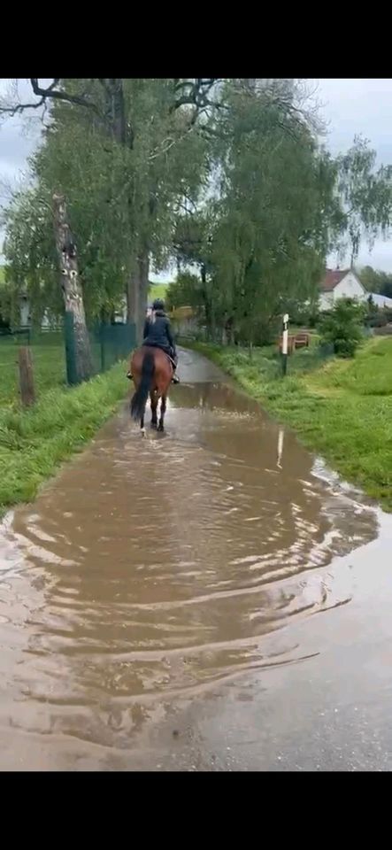 Endmaßpony in Eberhardzell