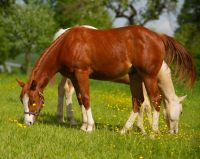 Toller Quarter Horse Jährlings Hengst Niedersachsen - Alfeld (Leine) Vorschau