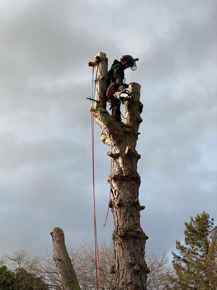 Baumpflege, Baumschnitt, Baumfällung, Baum fällen in Wiesbaden