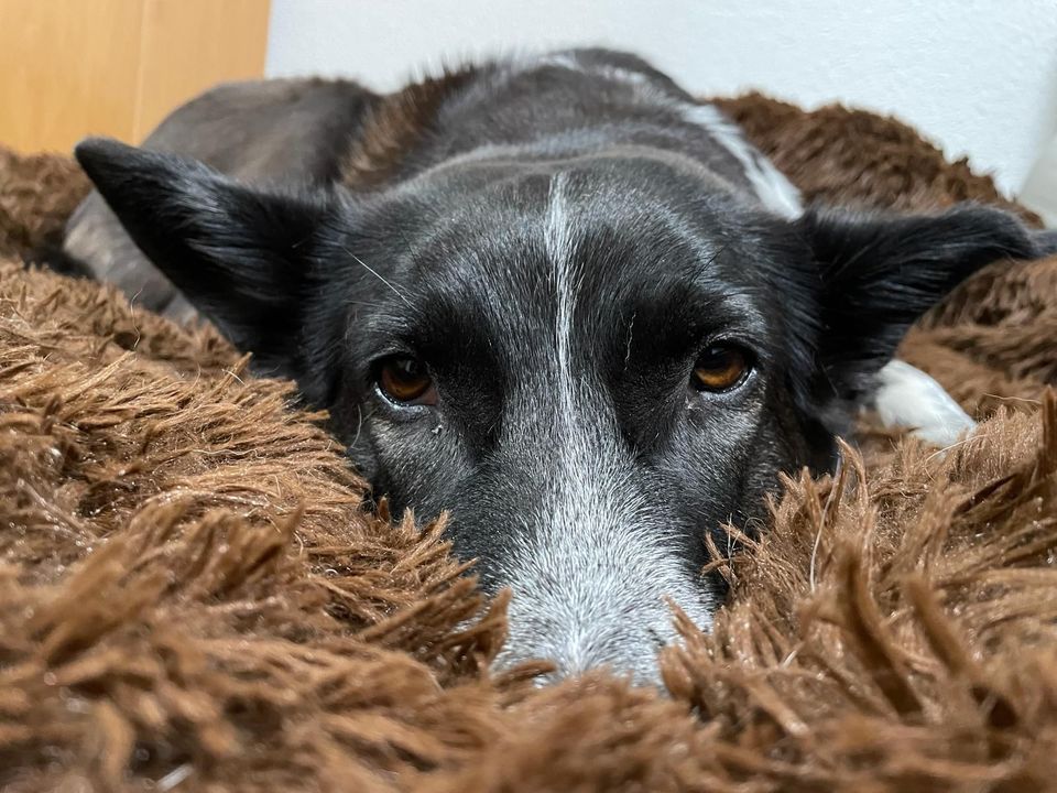 Hündin (6), kinder- & katzenlieb, vorerzogen & unkompliziert in Leipzig