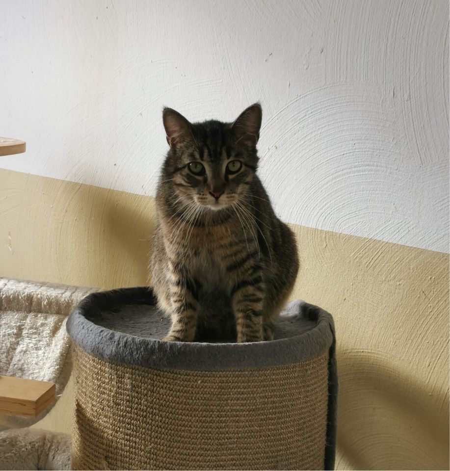 Schüchterne Katzen suchen echte Katzenmenschen ❤️ in Mönchengladbach