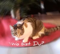 Katze "Glückskatze" weiss gescheckt "Sushi" entlaufen Bayern - Söchtenau Vorschau