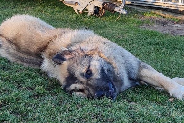 Rocky sucht sein neues Zuhause! in Elsteraue