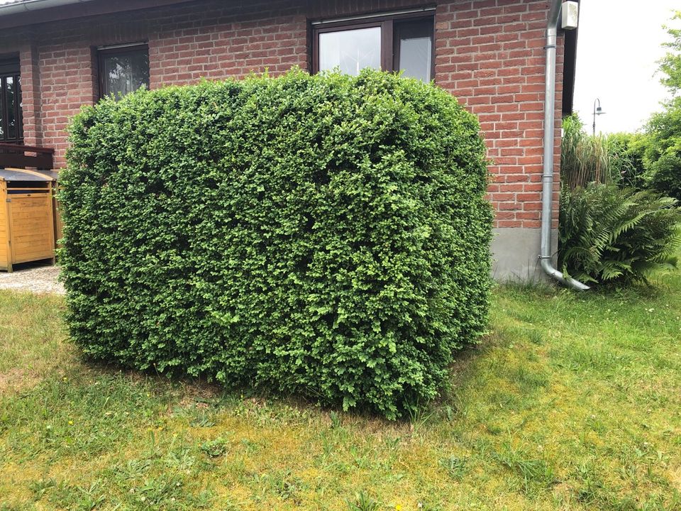 Buxbaum Buchsbaum Hecke Strauch in Zernien