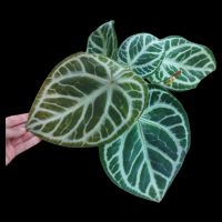 Anthurium crystallinum 'Silver Blush' XL Thüringen - Suhl Vorschau