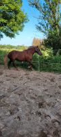 Pony sucht Reitbeteiligung Nordrhein-Westfalen - Bergisch Gladbach Vorschau