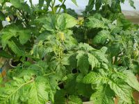 Tomatenpflanzen Hessen - Fuldatal Vorschau