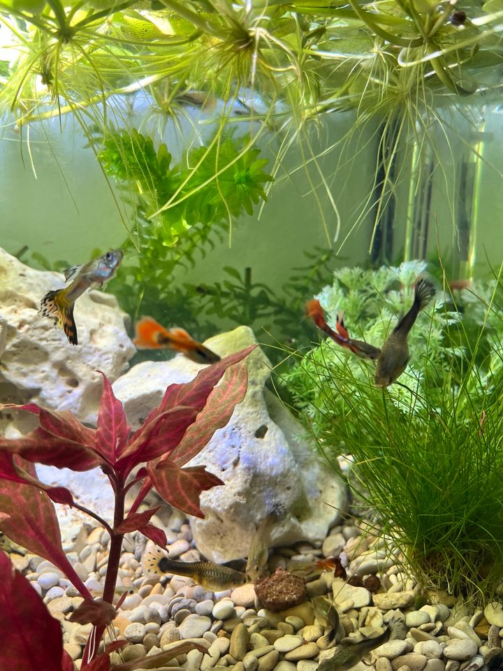 Kleine bunte Fische / Guppys Aquarium in Würselen