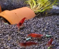 Red Sakura Garnele, Neocaridina davidi, rote Zwerggarnelen DNZ Hessen - Lampertheim Vorschau