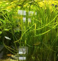 Vallisneria Aquariumpflanze Wasserpflanze 2€ -st(6st-10€ Nordrhein-Westfalen - Bünde Vorschau