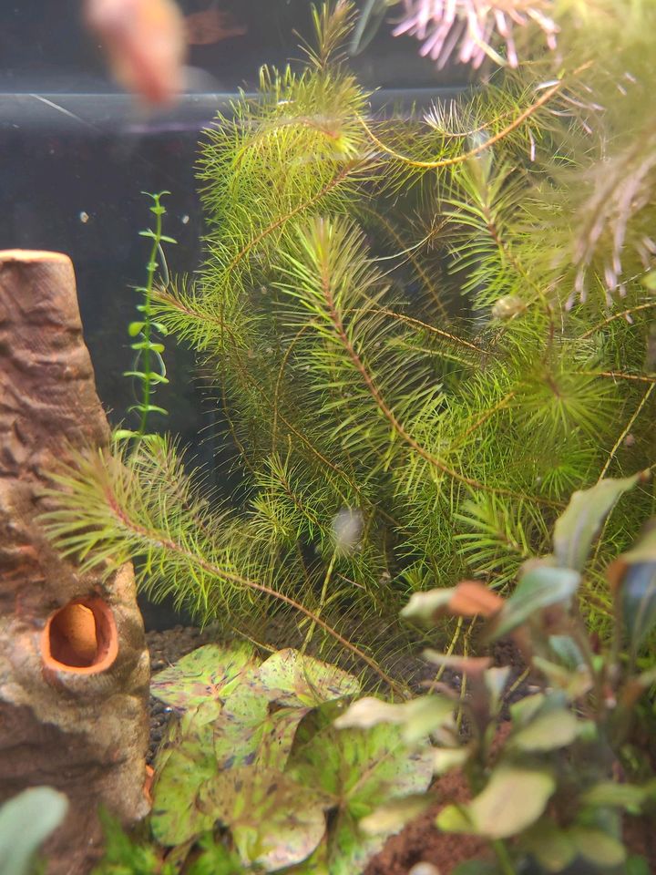 Rotala sp. enie (XXL Bund) in Hannover