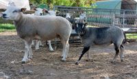 Herdbuch Texel Mutterlämmer und Lammböcke Niedersachsen - Bad Bodenteich Vorschau