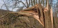 Sturmschaden - Baumfällung - umgeknickte, umgestürzte  Bäume Nordrhein-Westfalen - Ladbergen Vorschau