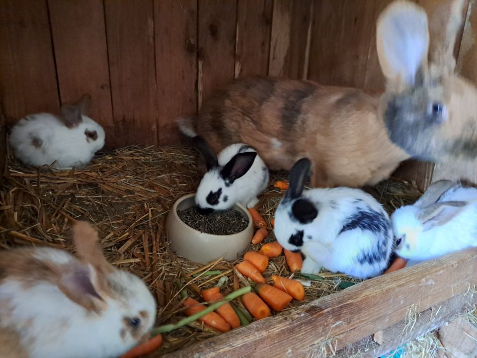 Kaninchen Deutsche Riesen jungetiere Böcke zu verkaufen in Varel