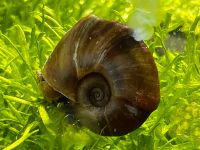 Posthornschnecke 0,50€ pro stk. Aquarium Braun Hessen - Bad Endbach Vorschau