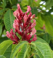 Hochstamm Zwergkastanie Rosea Nana 100-125cm - Aesculus pavia Niedersachsen - Bad Zwischenahn Vorschau