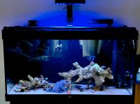 Aquarium, Juwel Rio 350, Meerwasser Bayern - Bad Aibling Vorschau