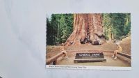 Alte AK Kings Canyon National Park, General Grant Tree, 1978 Niedersachsen - Bad Zwischenahn Vorschau