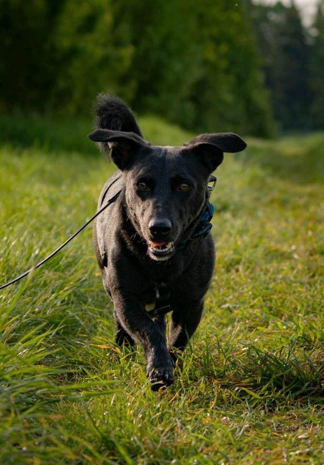 Danny - freundlicher Terrier-Mix sucht passendes Zuhause❤️ in Grevenbroich