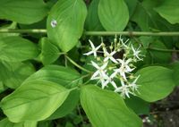 Hartriegel (Cornus spec), Strauch, Busch, mehrjährig, weiße Blüte Rheinland-Pfalz - Koblenz Vorschau