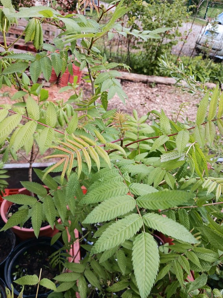 Spiere Garten Pflanze mehrjährig Insektenfreund in Steinhagen in MV