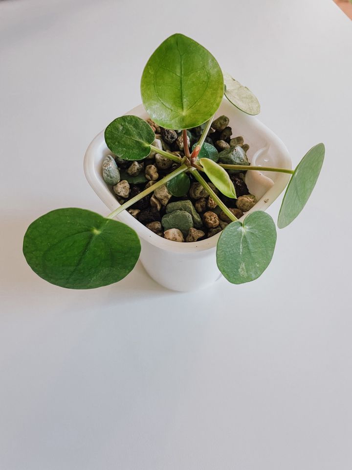 Pilea mojito Jungpflanze in Halblech