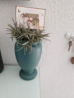 Dekoration vase mit pflanze Niedersachsen - Geeste Vorschau