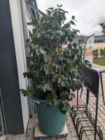 Kaffeebaum Kaffeepflanze Arabica 250 cm 18 Jahre alt Sendling - Obersendling Vorschau