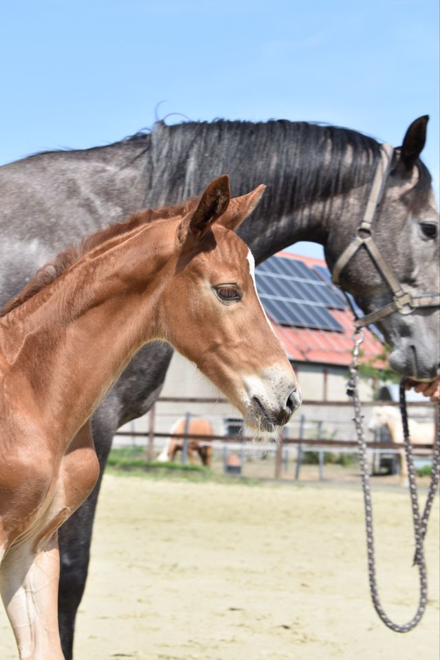 Jährlingsstute Vingino x Zirocco Blue / Springpferd / Zuchtstute in Wenze