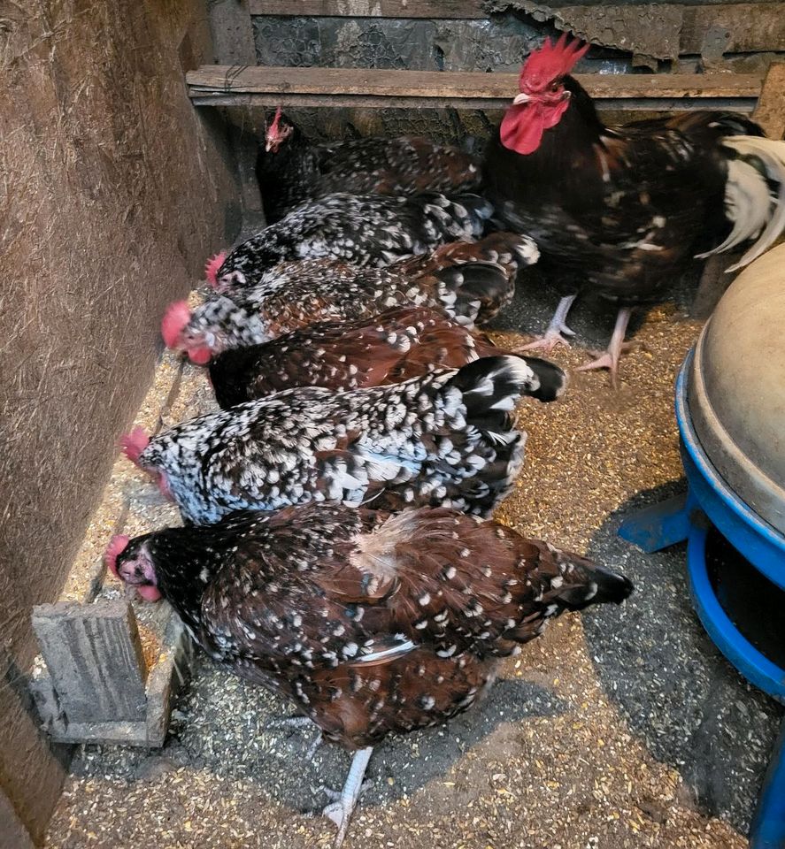 Große Sussex porzellan bruteier hühner in Hagen