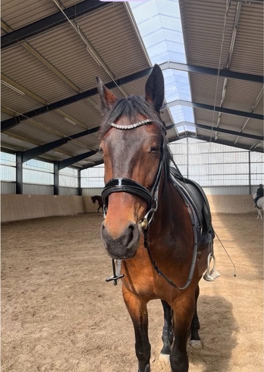 Trense Lack Rundgenäht mit Glitzer Besatz WB in Reilingen