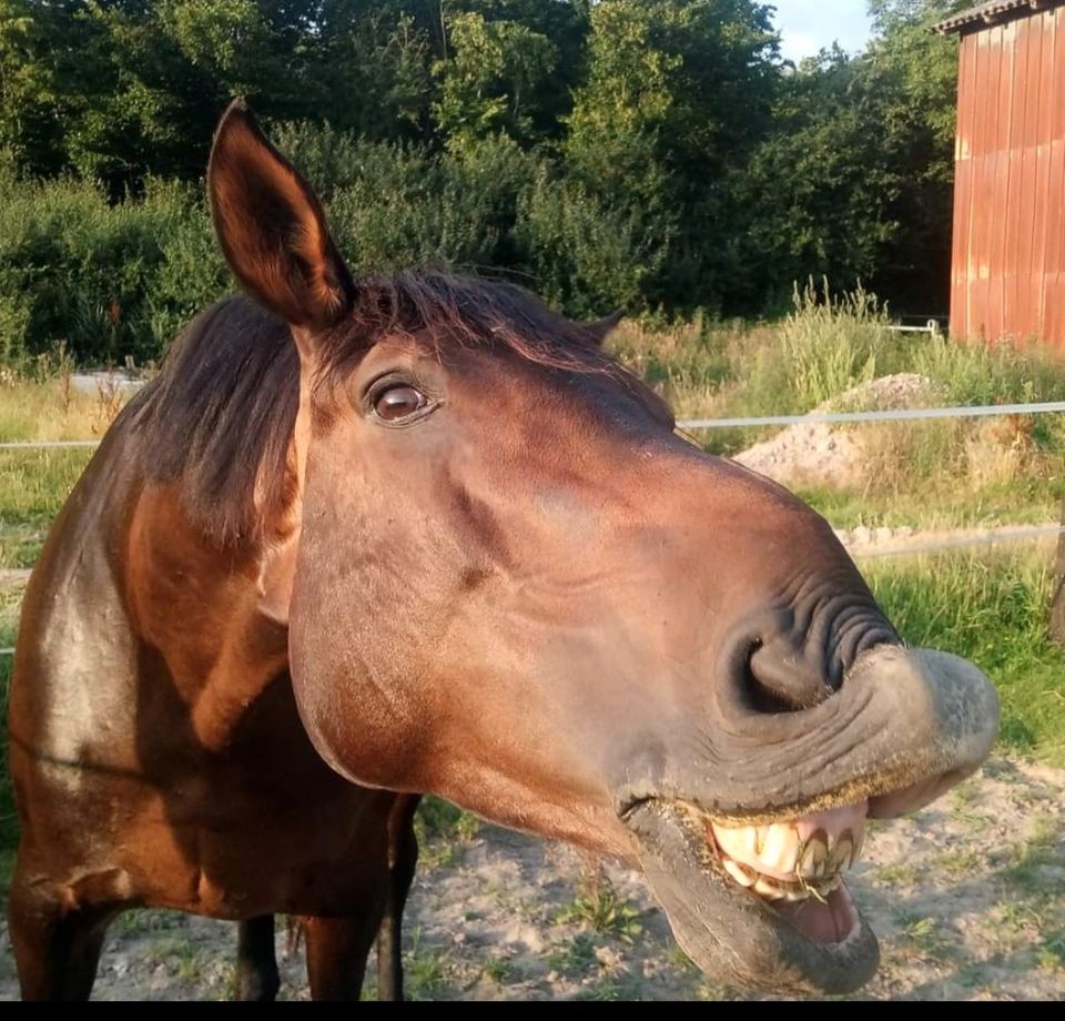 Biete Reitbeteiligung in Jersbek