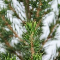 Zuckerhut-Fichte Picea glauca 'Conica' 120-140cm EXKLUSIV Nordrhein-Westfalen - Nordkirchen Vorschau