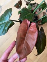 Philodendron Summer Glory - drei Pflanzen zusammen Berlin - Friedenau Vorschau