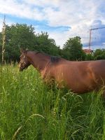 Wiese/ Weide für Pferde gesucht (Hofheim, Viehweide) Hessen - Hofheim am Taunus Vorschau