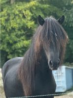 Pflegebeteiligung für 2 Pferde Rheinland-Pfalz - Scheibenhardt Vorschau
