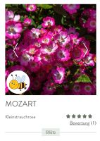 Strauchrosen Mozart Niedersachsen - Emden Vorschau