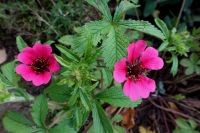 Nepal-Fingerkraut Potentilla nepalensis 'Miss Willmott' Staude Hessen - Liebenau Vorschau