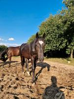 Pony Reitpony Pferd 3-jährig Niedersachsen - Rodewald Vorschau