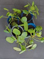 Pilea, Chinesischer  Geldbaum Niedersachsen - Vögelsen Vorschau