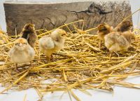 Bielefelder Kennhuhn Kennsperber Groß Bayern - Werneck Vorschau